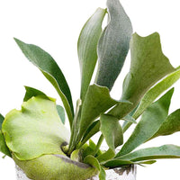Geweihfarn Platycerium bifurcatum - Hängepflanze - Platycerium bifurcatum - Bakker