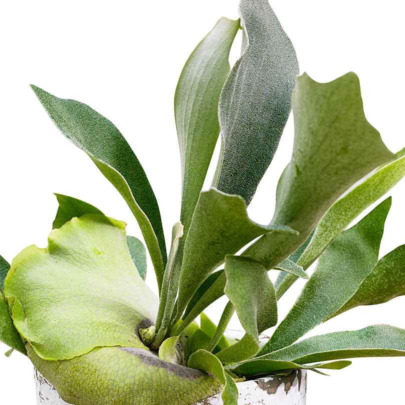 Geweihfarn Platycerium bifurcatum - Hängepflanze - Platycerium bifurcatum - Bakker