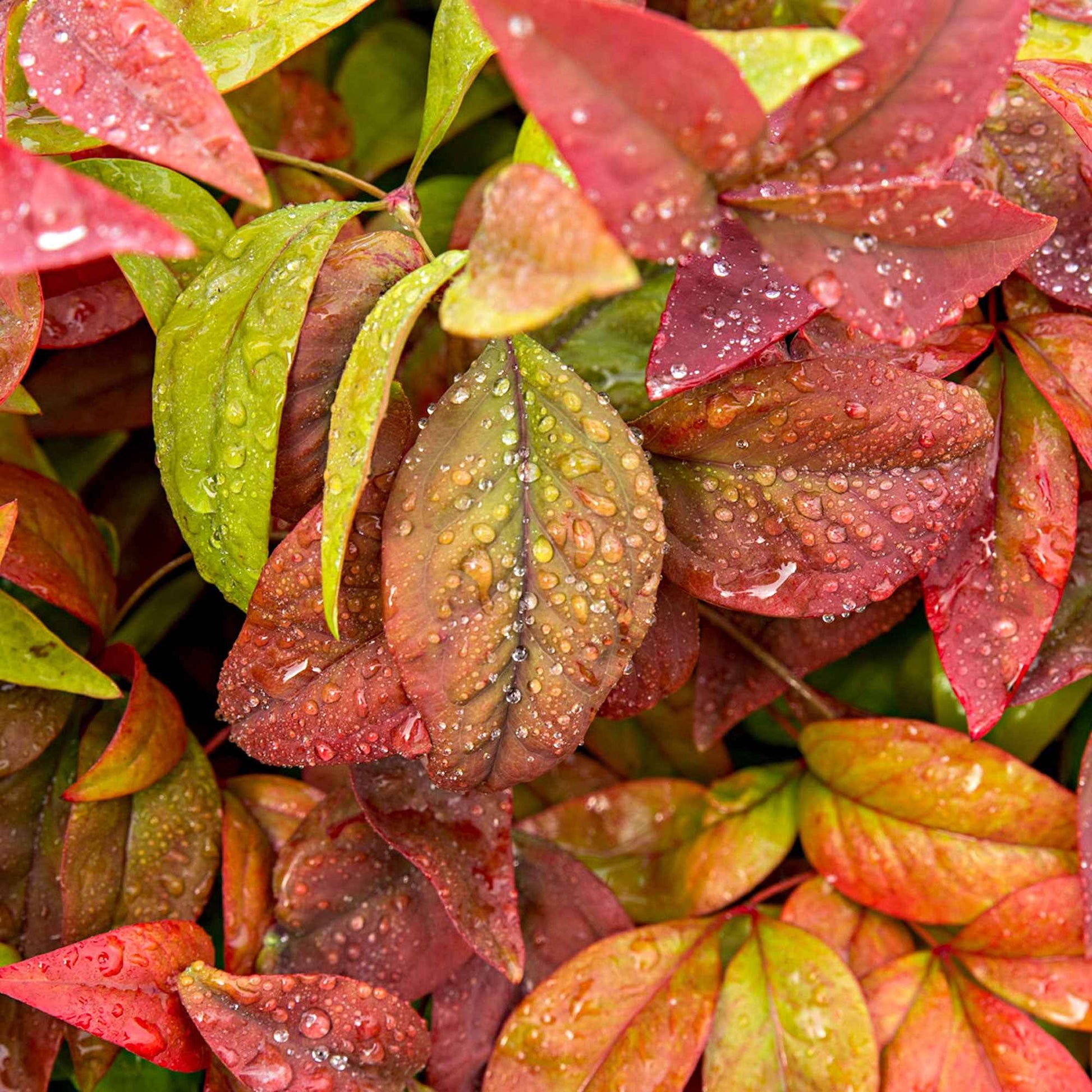 Himmelsbambus 'Blush Pink' - Nandina domestica Aka Blush Pink - Bakker