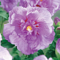 Straucheibisch 'Lavender Chiffon' - Hibiscus syriacus Lavender Chiffon - Bakker