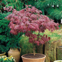 Japanischer Ahorn - Japanischer Ahorn 'Atropurpureum' - Acer palmatum Atropurpureum