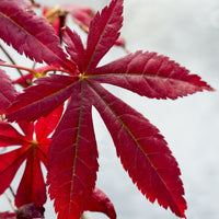 Verkauf Japanischer Ahorn 'Atropurpureum'