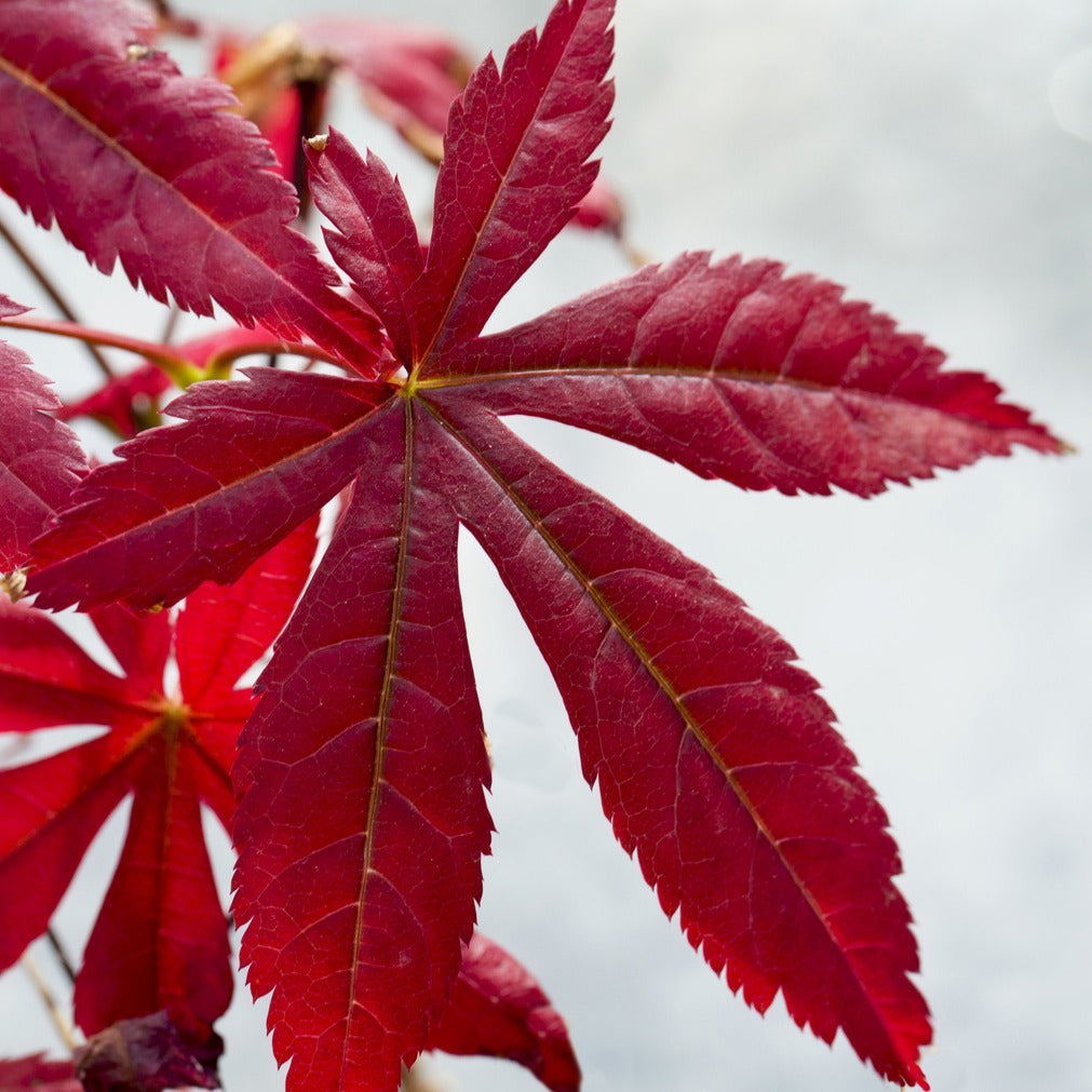 Verkauf Japanischer Ahorn 'Atropurpureum'