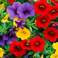 Petunien Mischung (x3) - Petunia - Bakker