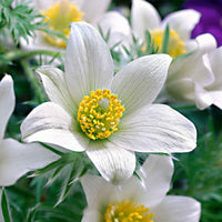 Pulsatilla vulgaris alba - Weiße Küchenschelle - Nackte Wurzeln