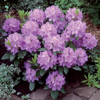 Rhododendron - Rhododendron catawbiense 'Grandiflorum' - Rhododendron catawbiense grandiflorum