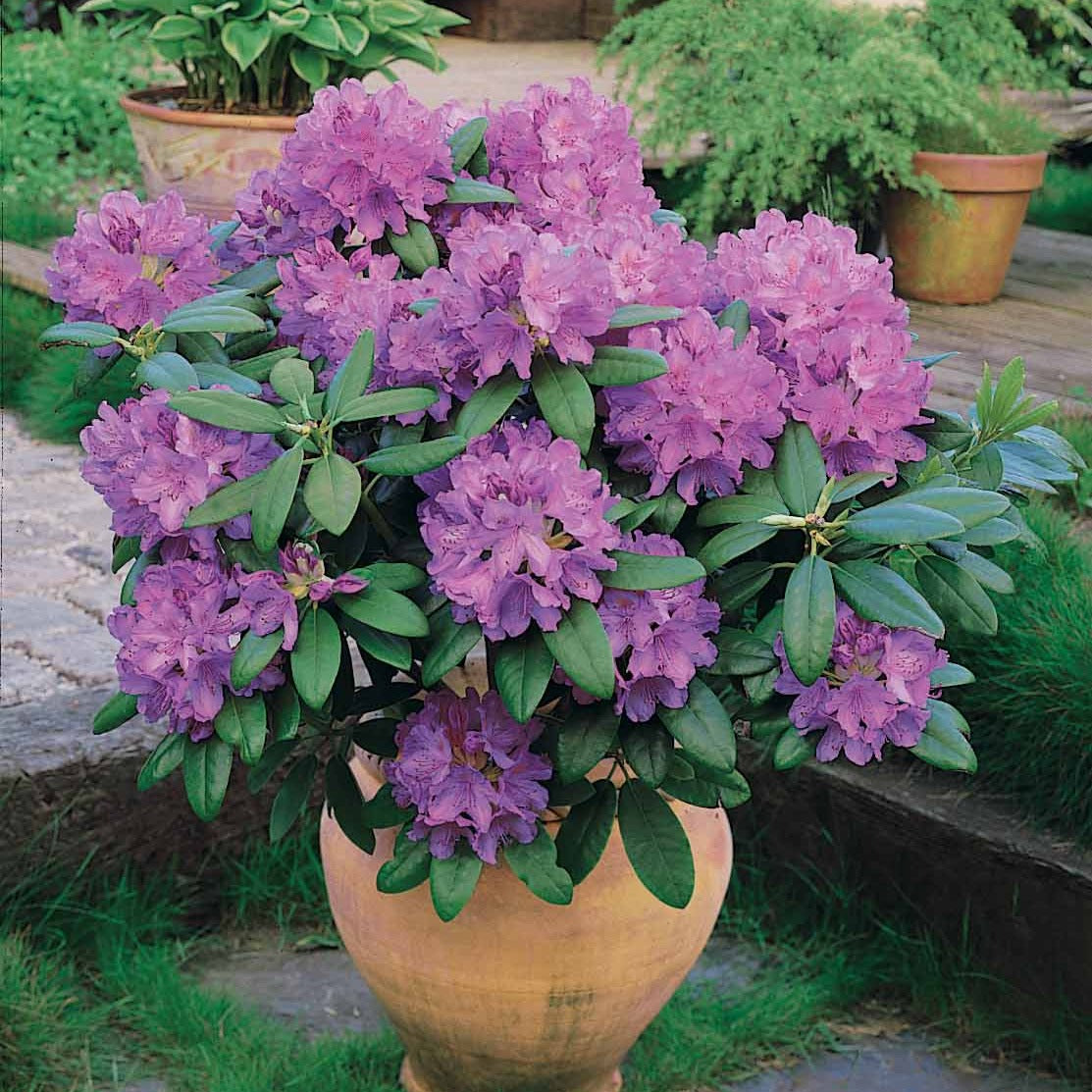 Rhododendron catawbiense 'Grandiflorum' - Rhododendron catawbiense grandiflorum - Bakker