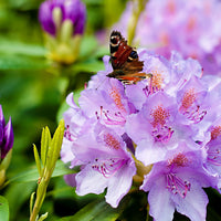 Rhododendron catawbiense grandiflorum - Rhododendron catawbiense 'Grandiflorum' - Rhododendron