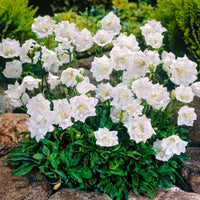 Karpaten-Glockenblume 'Alba' - Campanula carpatica alba - Bakker