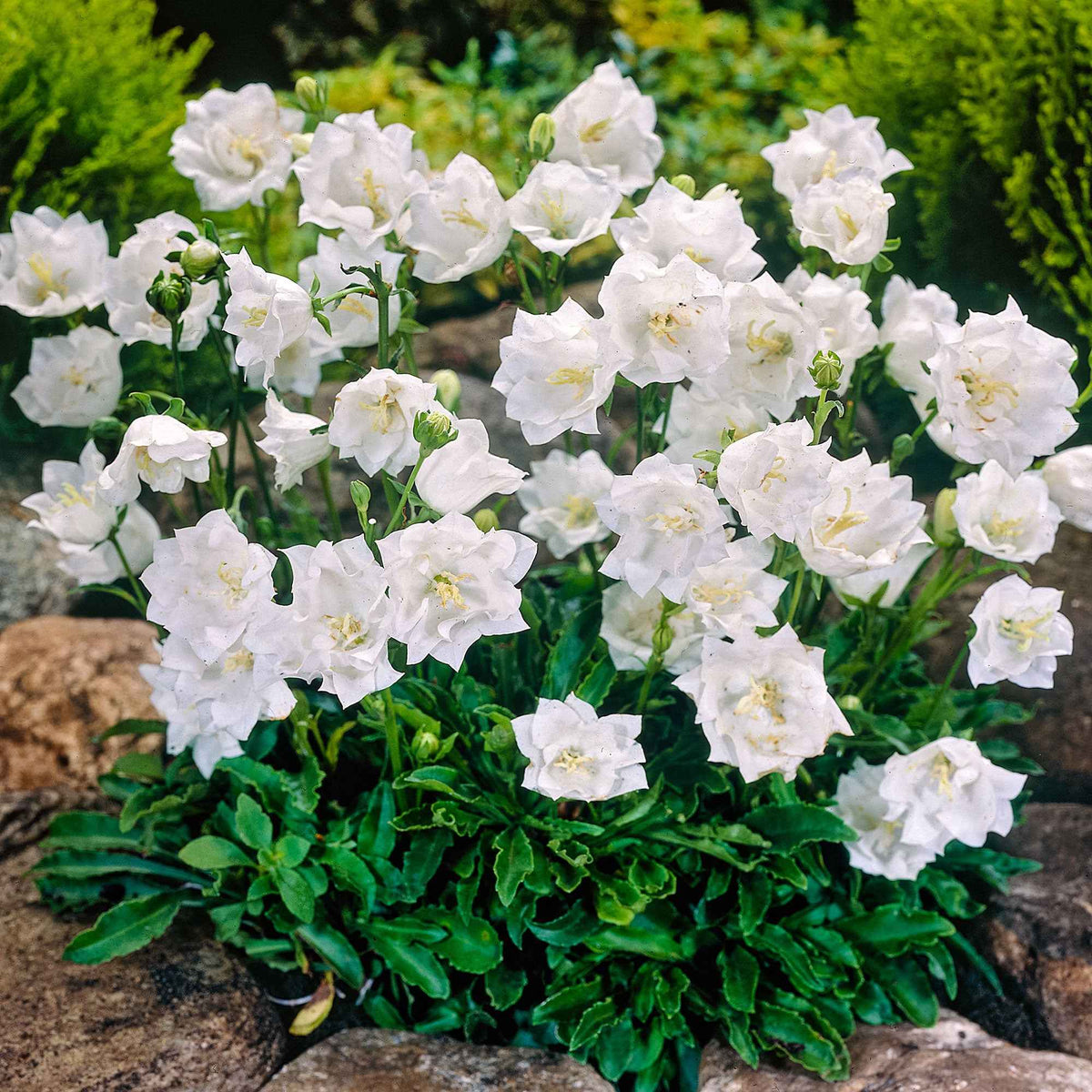 Karpaten-Glockenblume 'Alba' - Campanula carpatica alba - Bakker