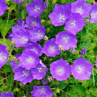 Karpaten-Glockenblume - Campanula carpatica - Bakker