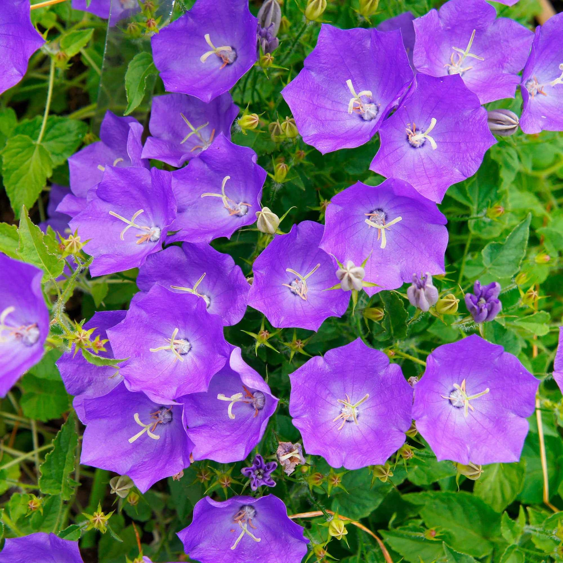 Karpaten-Glockenblume - Campanula carpatica - Bakker