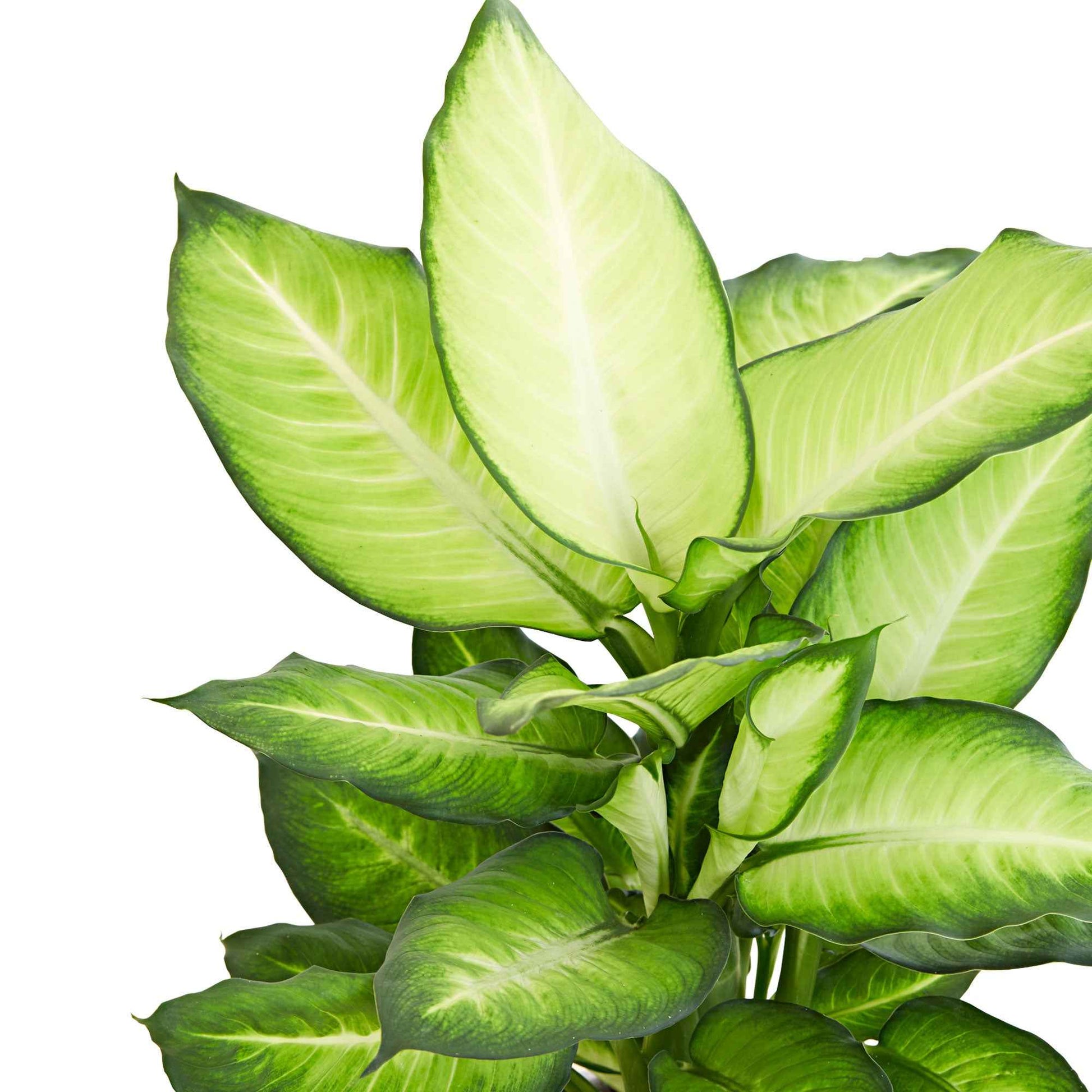 Dieffenbachie 'Summer Style' - Dieffenbachia summer style - Bakker