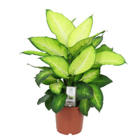 Dieffenbachia summer style - Dieffenbachie 'Summer Style' - Dieffenbachia - Dieffenbachie