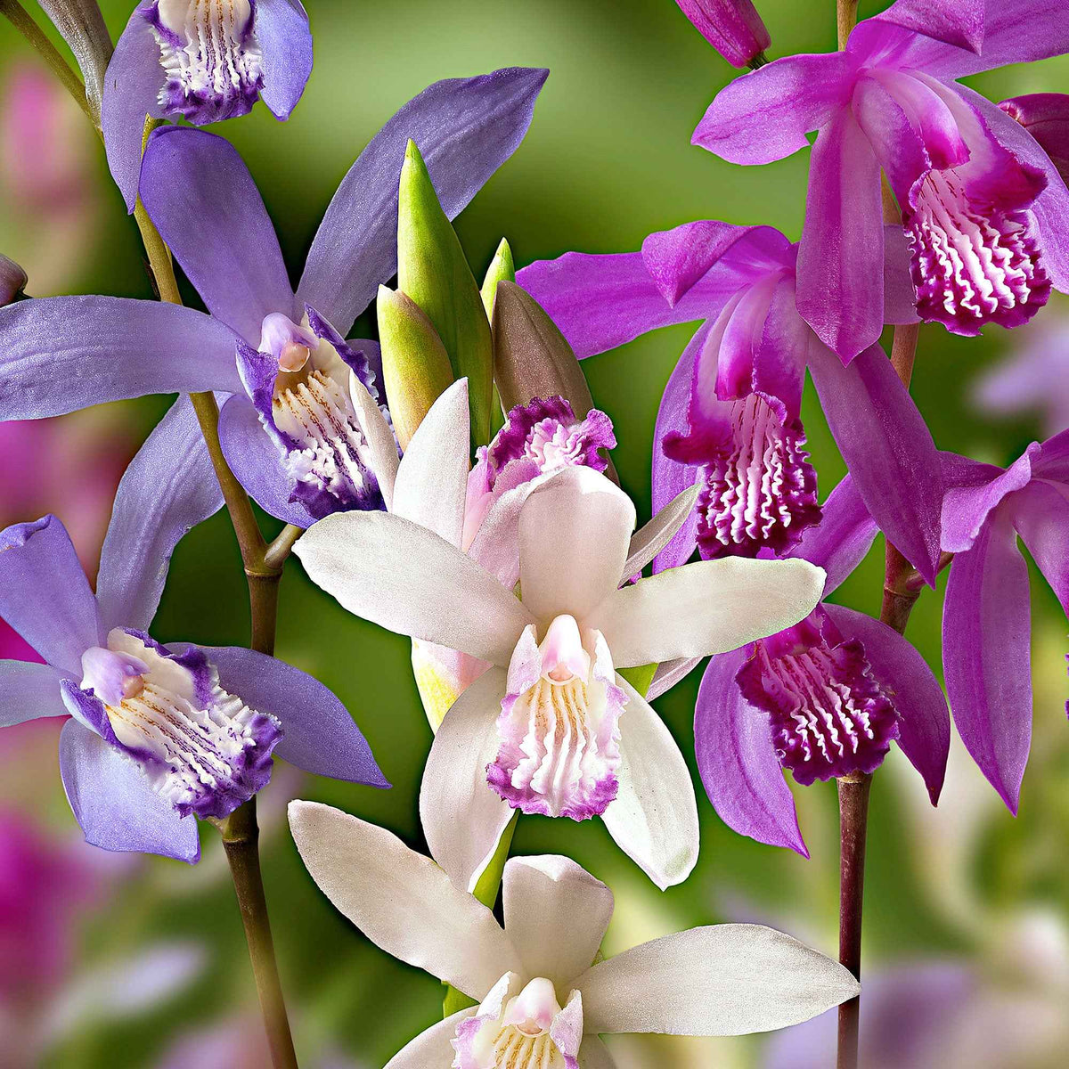 Gartenorchidee (x3) - Bakker