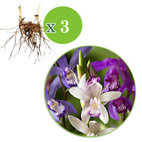 Gartenorchidee (x3) - Bletilla kuchibeni, blue dragon, striata - Bakker