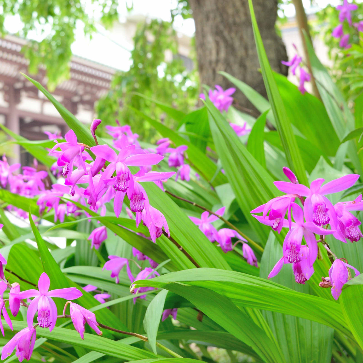 Gartenorchidee Bletilla (x2) - Bakker