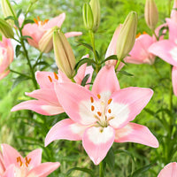 Asiatische Lilie 'Levi' - Lilium 'levi' - Bakker
