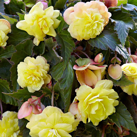 Begonie 'Sunny Dream' (x5) - Bakker