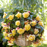 Begonie 'Sunny Dream' (x5) - Begonia odorata sunny dream - Bakker
