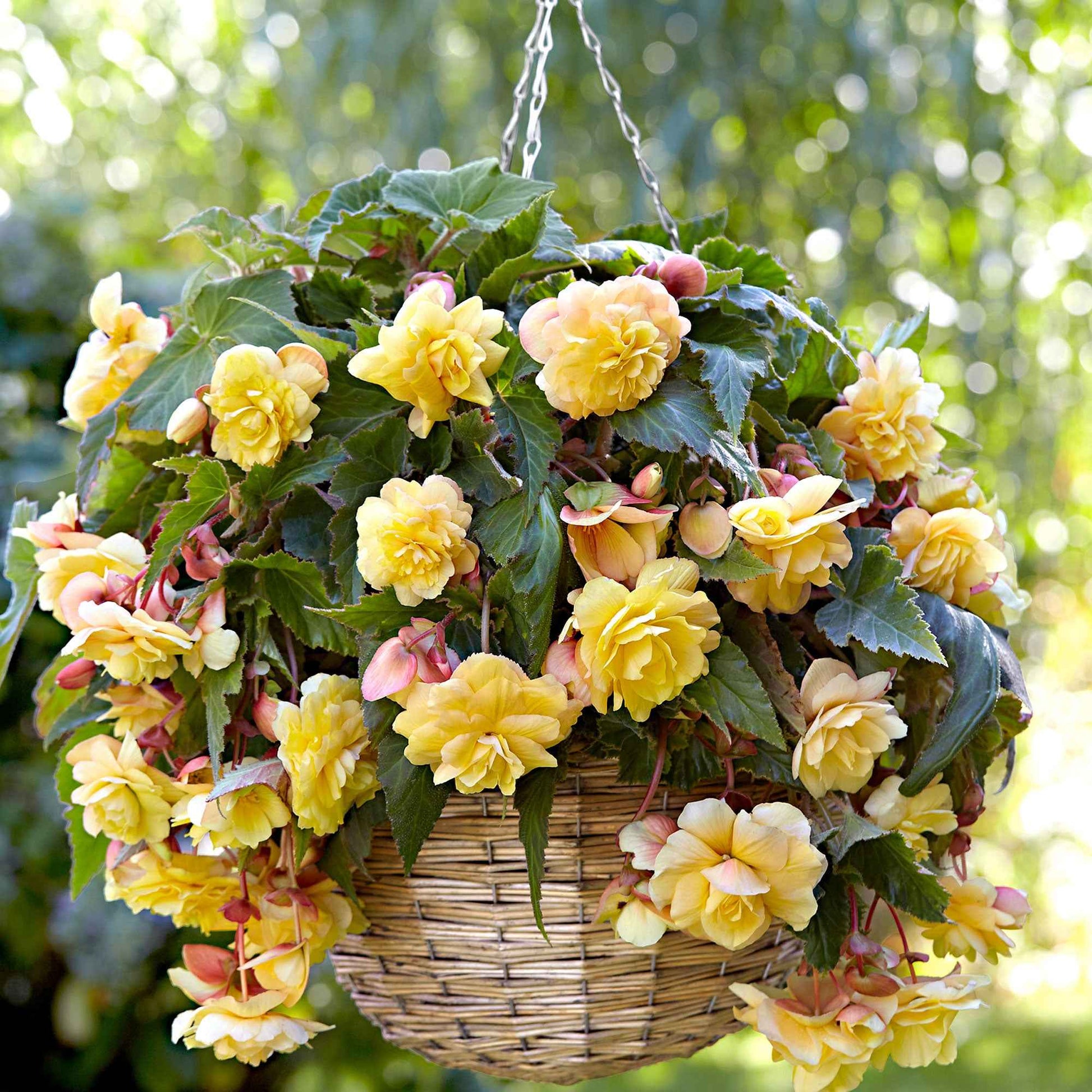 Begonie 'Sunny Dream' (x5) - Begonia odorata sunny dream - Bakker