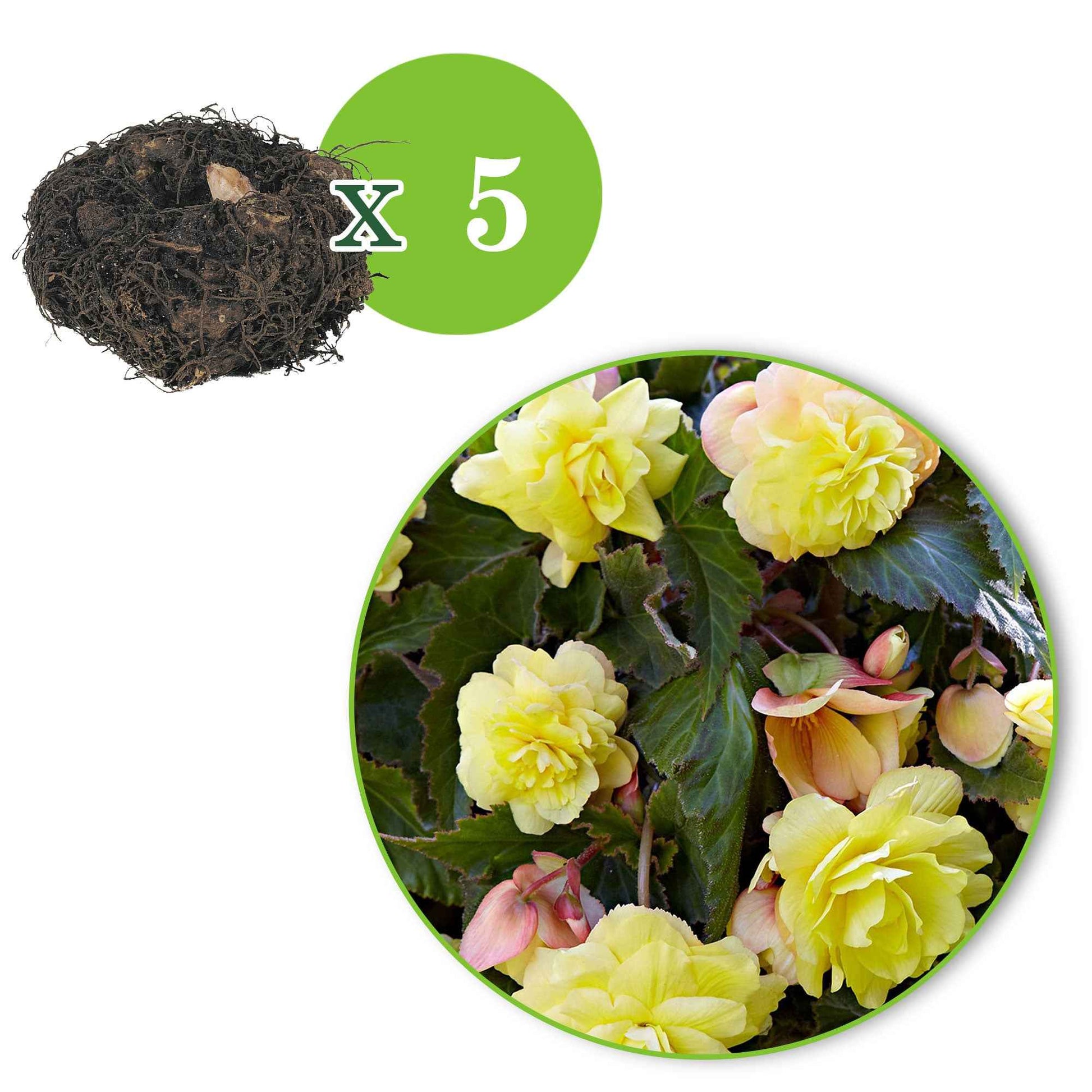 Begonia odorata sunny dream - Begonie 'Sunny Dream' (x5) - Begonien-Zwiebeln