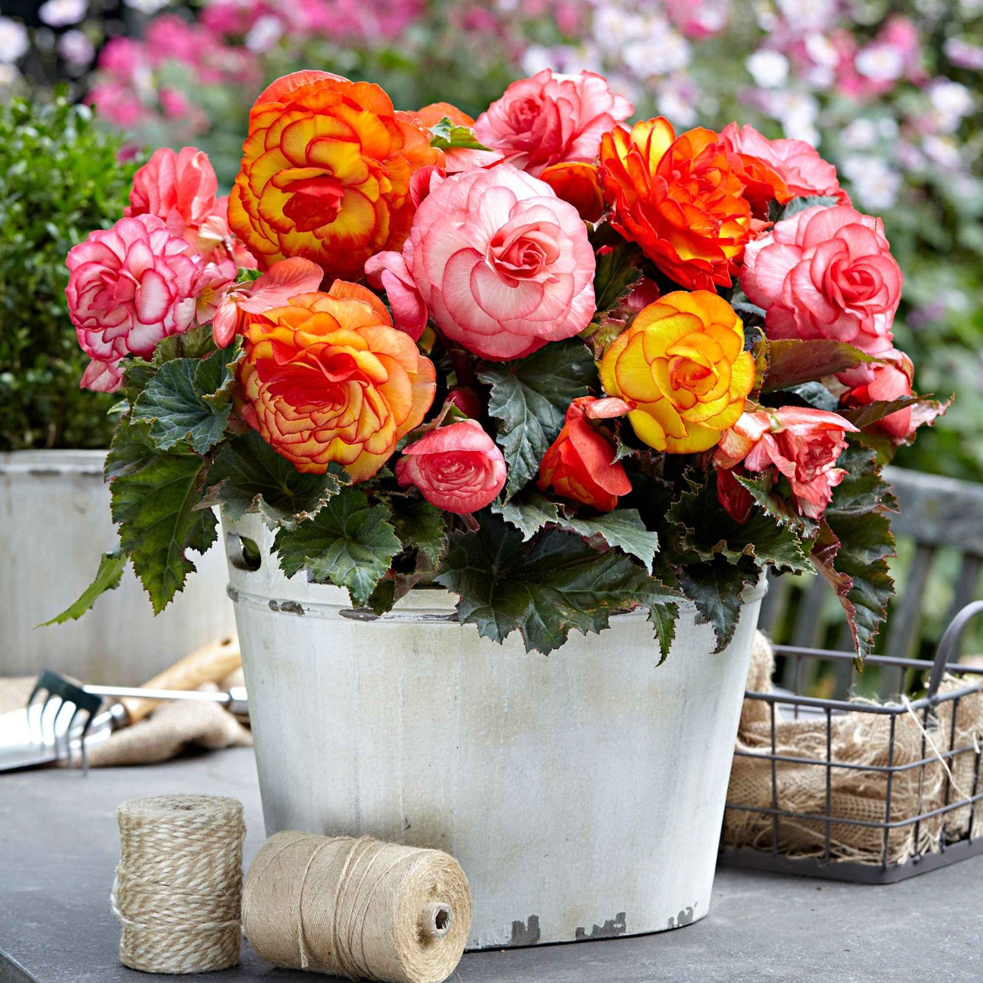 Begonie Mischung 'Picotee' (x5) - Begonia golden balcony - Bakker