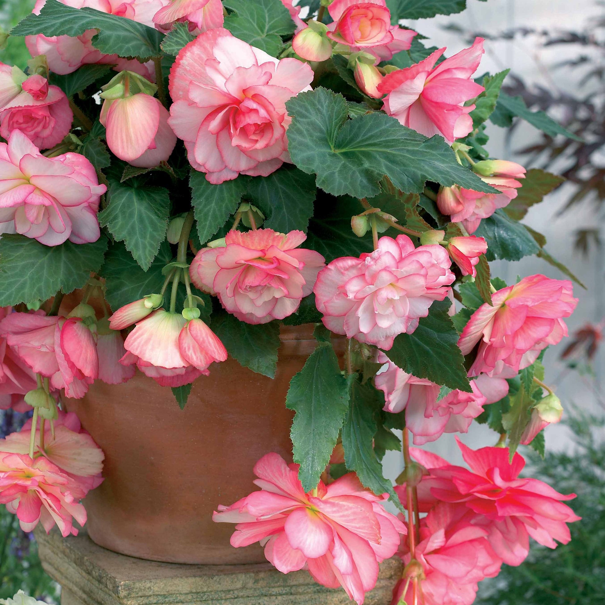 Begonie 'Cascade Florence' (x3) - Begonia - Bakker