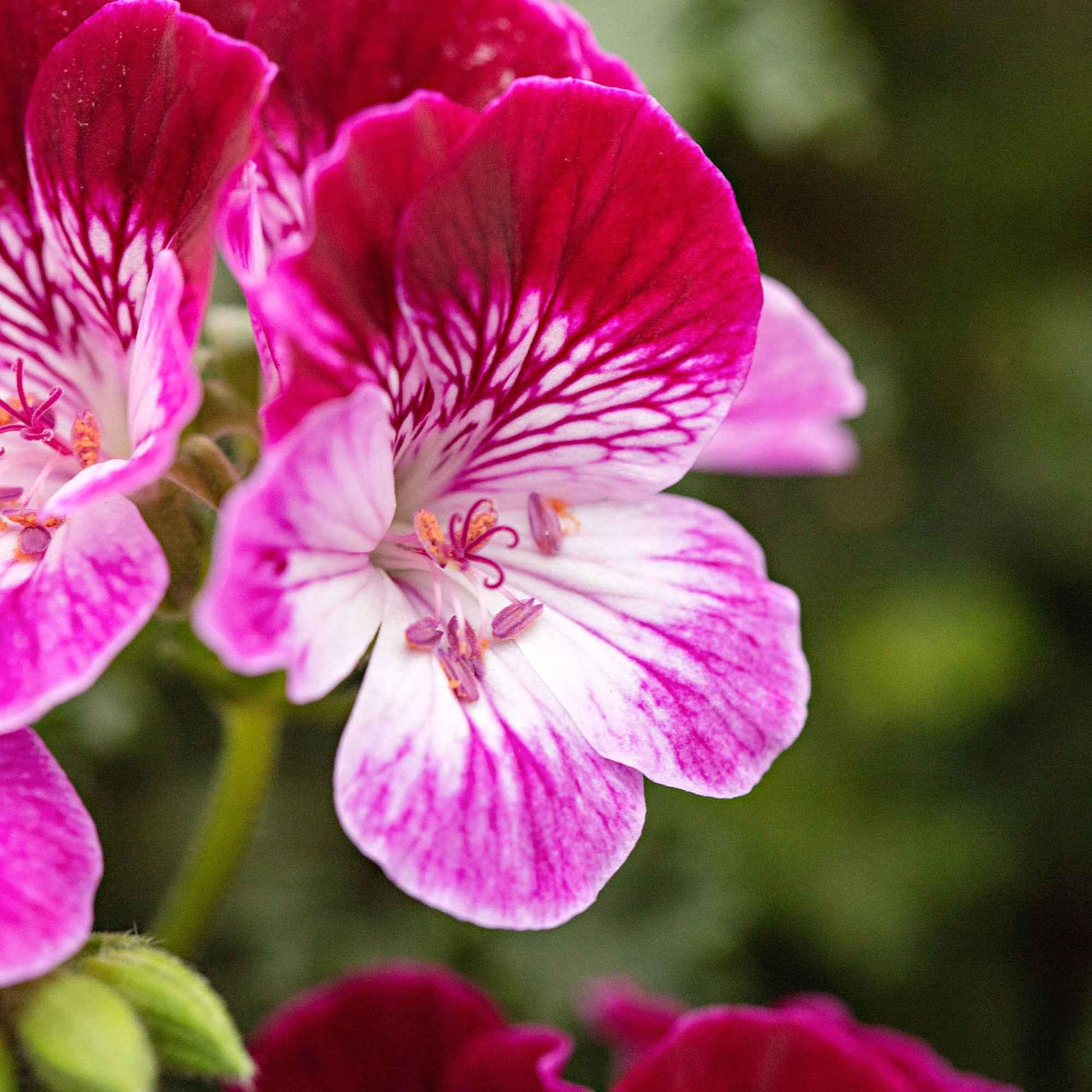 Geranie 'Tip Top Duet' (x3) - Pelargonium grandiflorum Angel Tip Top Duet - Bakker