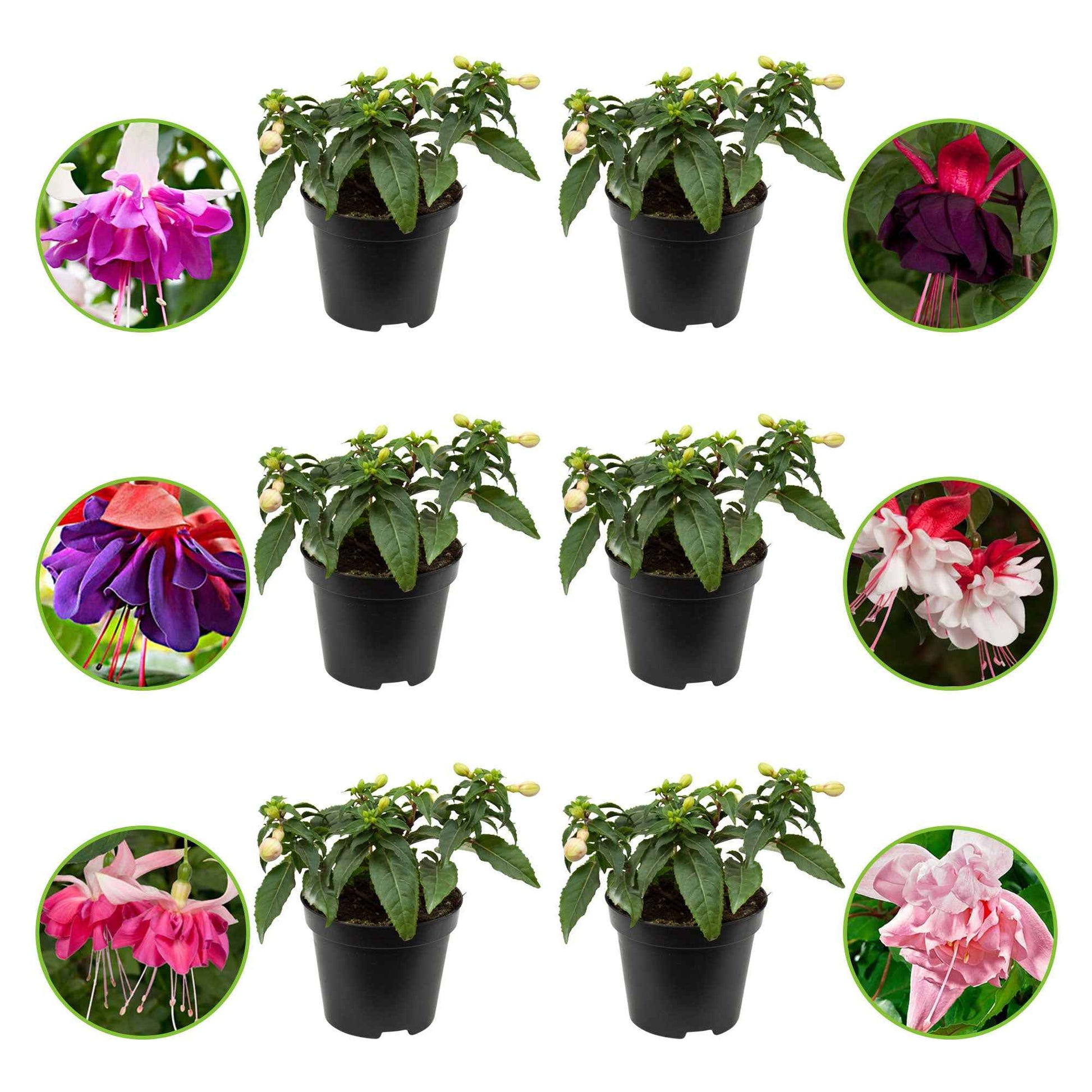 Fuchsia Mischung 'All in One' (x6) - Fuchsia Bella Rosella, Blue Mirage, New Millenium, Pink Marshmallow, Voodoo, Swingtime - Bakker