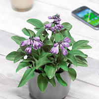 Funkie 'Blue Mouse Ears' - Hosta hybride blue mouse ears - Bakker