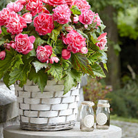 Begonie 'Camelia' (x5) - Begonia a fleurs de camélia - Bakker