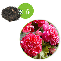 Verkauf Begonie 'Camelia' (x5) - Begonia a fleurs de camélia