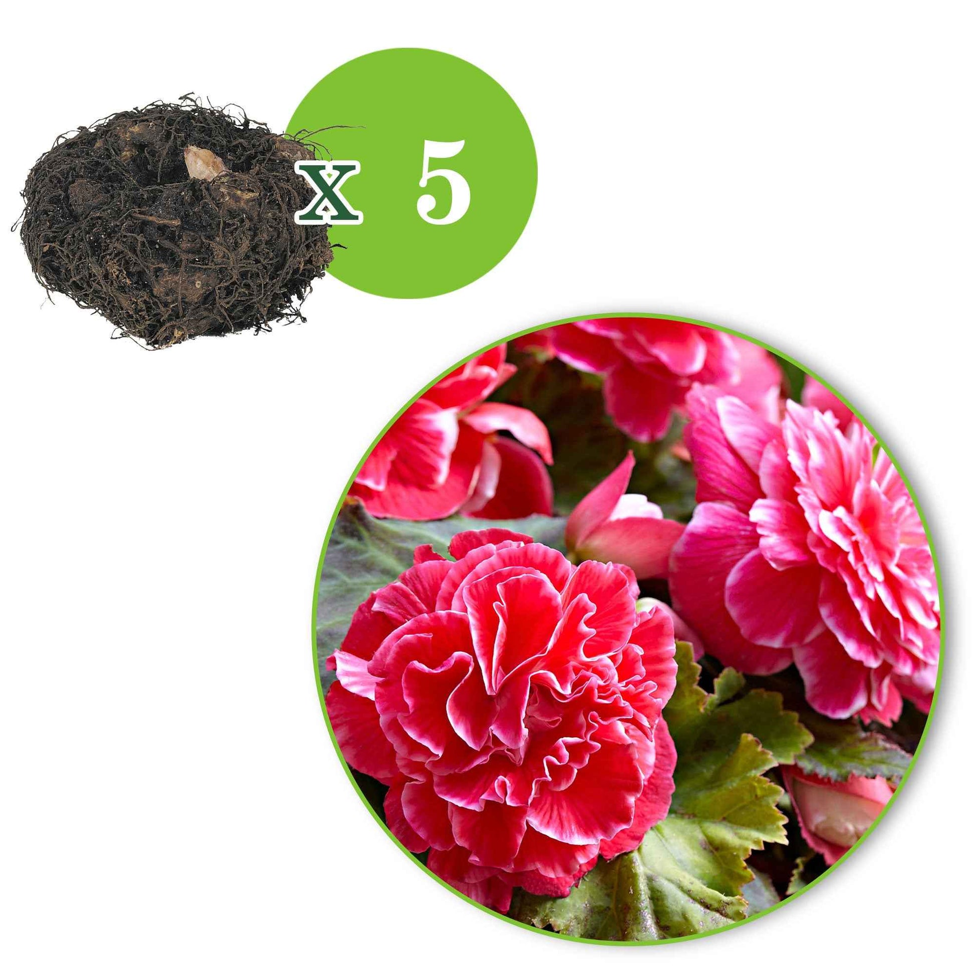 Verkauf Begonie 'Camelia' (x5) - Begonia a fleurs de camélia
