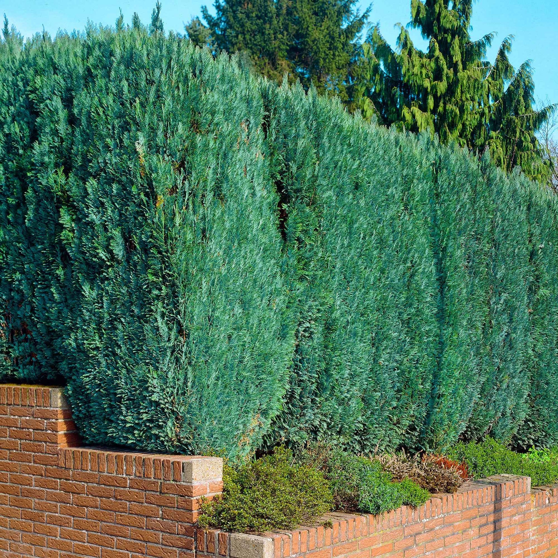 Scheinzypresse - Chamaecyparis lawsoniana Columnaris - Bakker