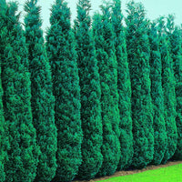 Verkauf Scheinzypresse - Chamaecyparis lawsoniana Columnaris