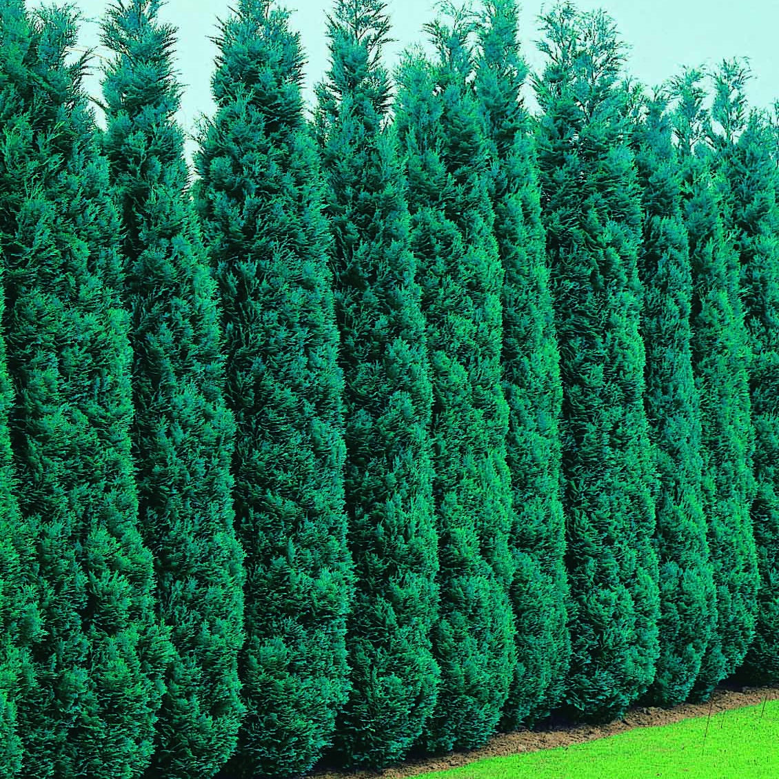 Verkauf Scheinzypresse - Chamaecyparis lawsoniana Columnaris