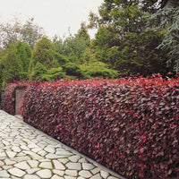 Rotbuche 'Atropurpurea' - Bakker
