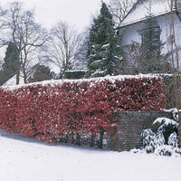 Verkauf Rotbuche 'Atropurpurea'