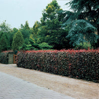 Rotbuche 'Atropurpurea' - Fagus sylvatica purpurea - Bakker