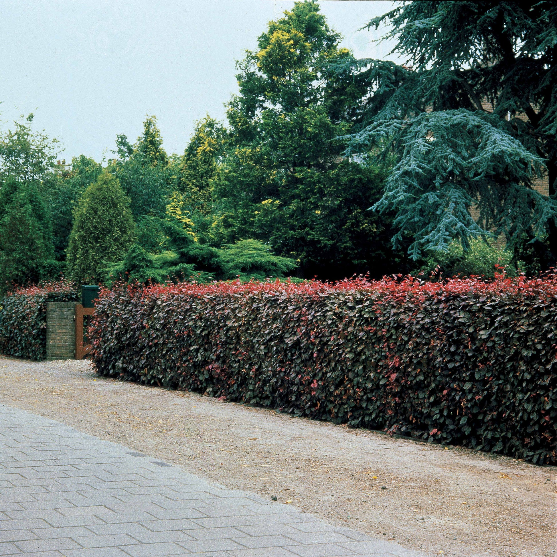 Rotbuche 'Atropurpurea' - Fagus sylvatica purpurea - Bakker