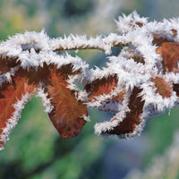 Verkauf Rotbuche 'Atropurpurea' - Fagus sylvatica purpurea