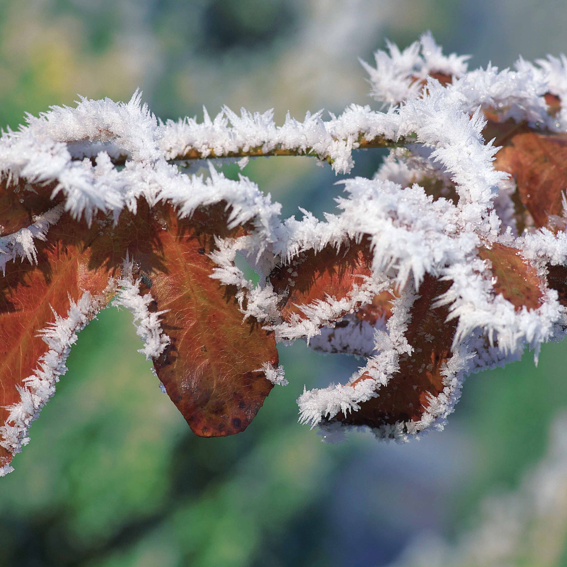 Verkauf Rotbuche 'Atropurpurea' - Fagus sylvatica purpurea