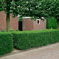 Verkauf Ovalblättrige Liguster - Ligustrum ovalifolium