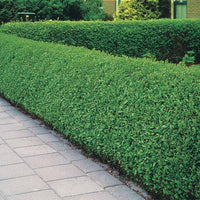 Liguster - Ligustrum - Ovalblättrige Liguster - Ligustrum ovalifolium