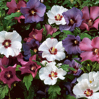 Garteneibisch (x5) - Hibiscus syriacus - Bakker