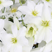 Clematis 'avalanche' - Waldrebe 'Avalanche' - Clematis