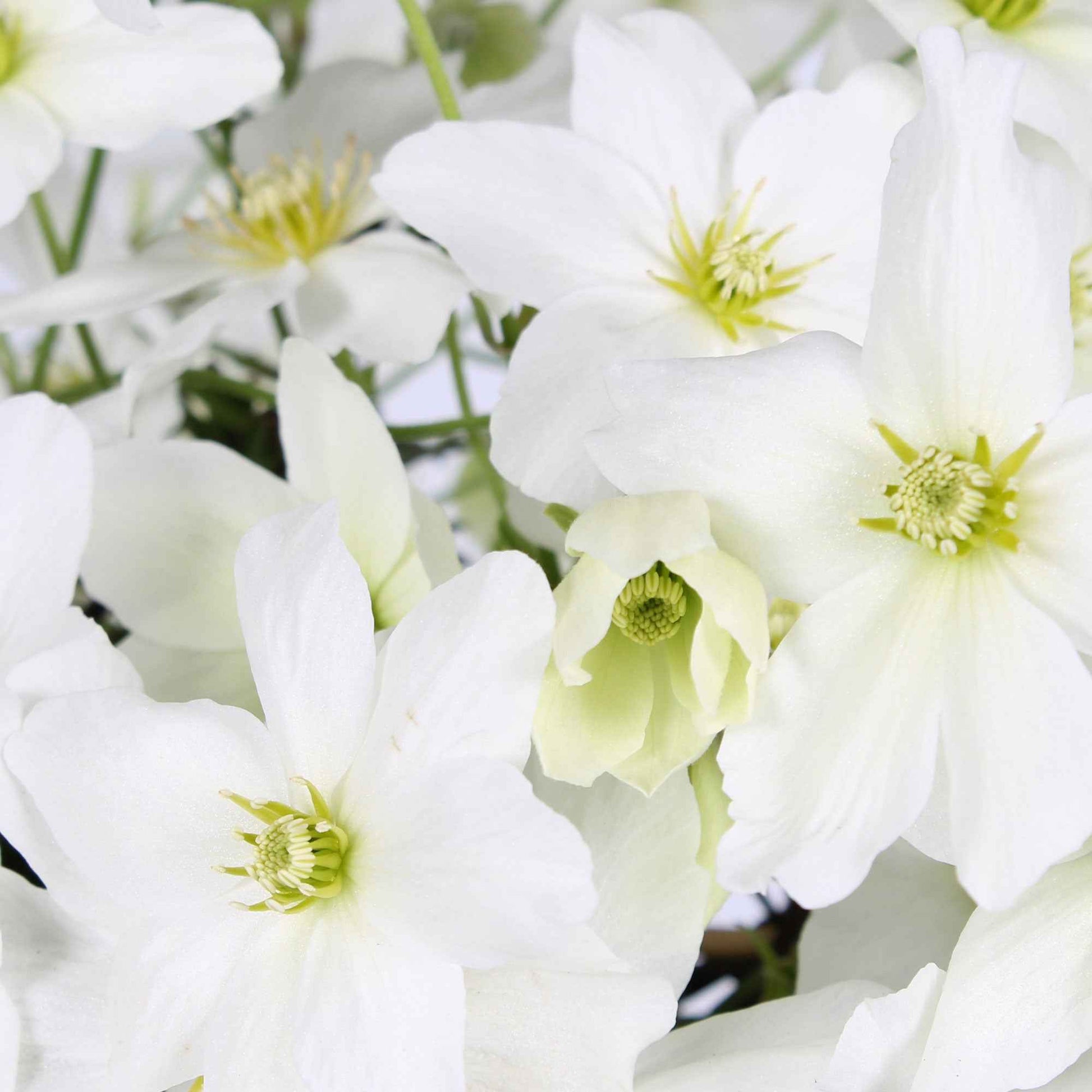 Clematis 'avalanche' - Waldrebe 'Avalanche' - Clematis