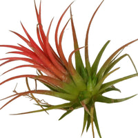 Tillandsia ionantha - Tillandsia ionantha rood xl - Bakker