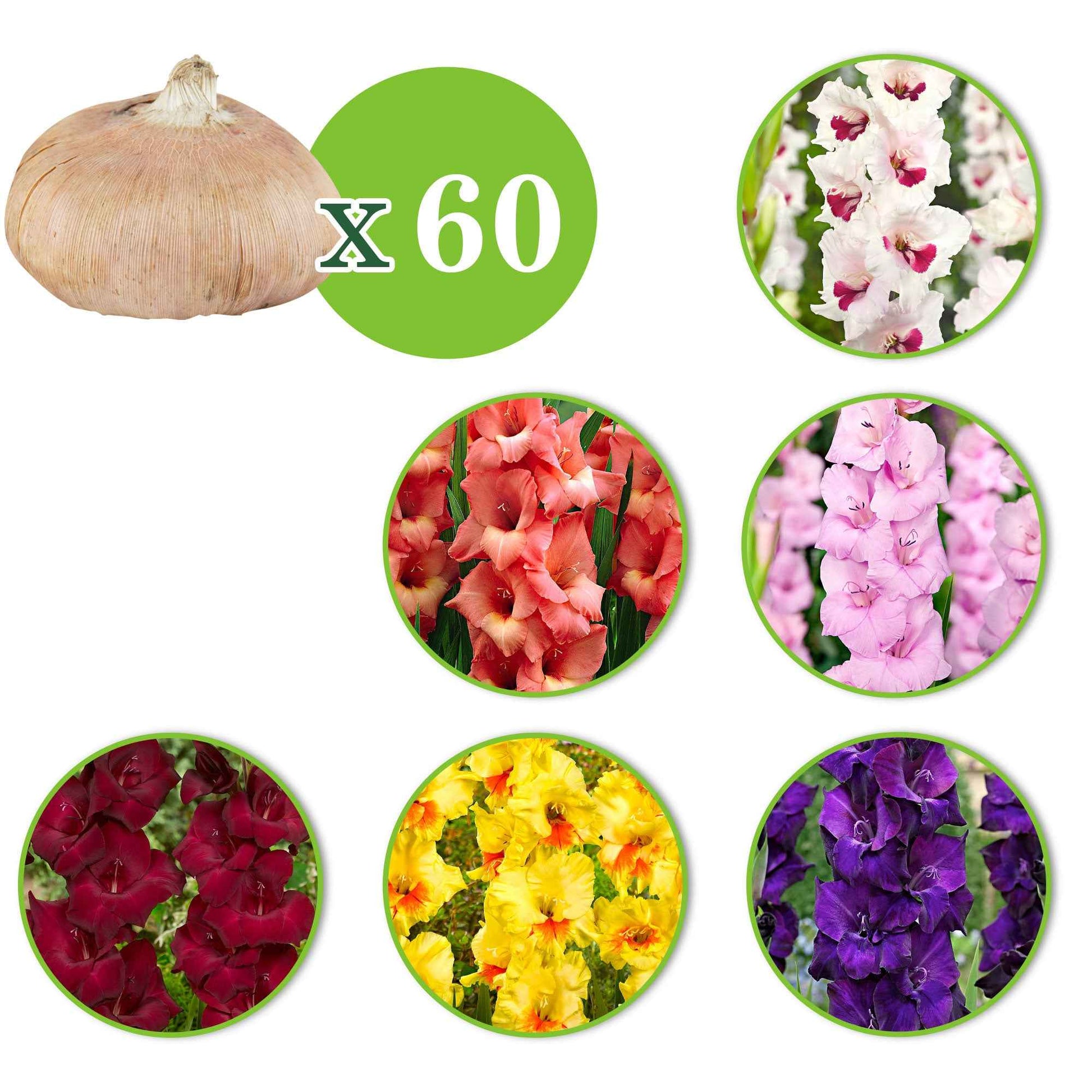 Gladiolus 'Back Surprise', 'Fiorentina', 'Jessica', 'Maxial', 'Orleans', 'Purple Flora' - Gladiolen Mischung (x60) - Gladiole-Zwiebeln